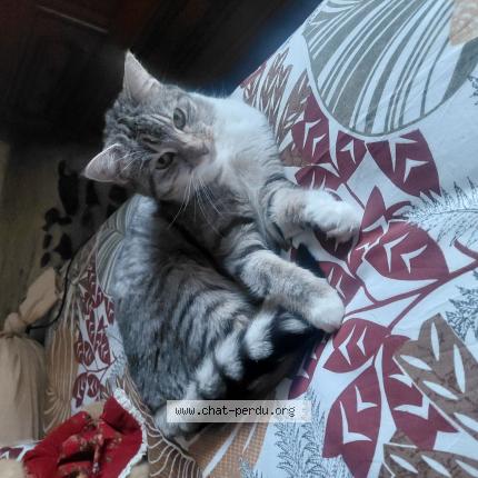 Foto 1/1 Violette Chat perdido en Beauchene