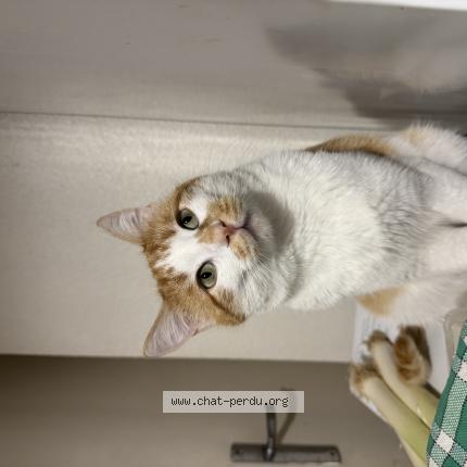 Foto 1/1 Orion Chat perdido en Toulouse