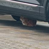 Foto de gato encontrado en Waldbillig