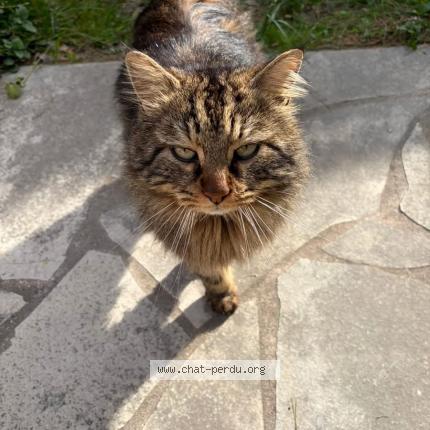 Foto 1/1 Gato encontrado Encontrado en La bedoule