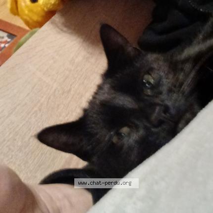 Foto 1/1 Tichat Chat perdido en Appeville annebault