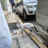 Foto de gato encontrado en Manila