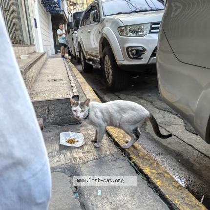 Foto 1/1 Gato encontrado Encontrado en Manila