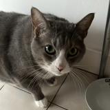 Foto del gato perdido en Bordeaux