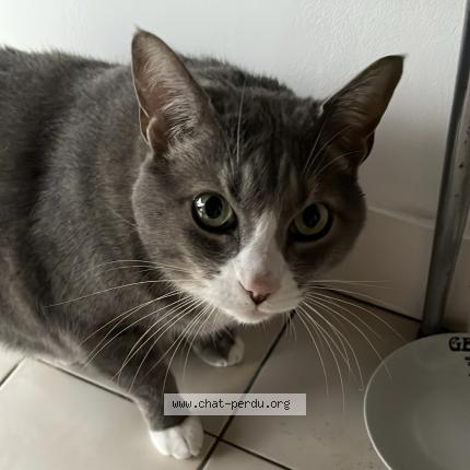 Foto 1/1 Caillou Chat perdido en Bordeaux