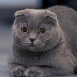 Foto del gato perdido en Boulogne Billancourt