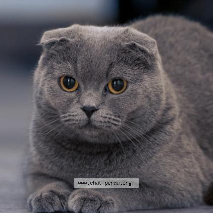 Foto 1/1 Charlie Chat perdido en Boulogne billancourt