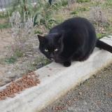 Foto de gato encontrado en Sury Le Comtal