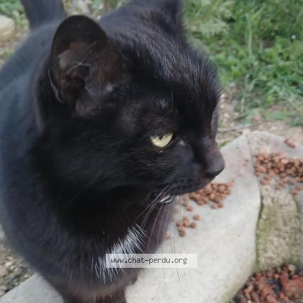 Foto 2/2 Gato encontrado Encontrado en Sury le comtal