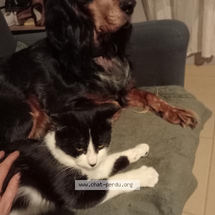 Foto 1/1 Guizmo Chat perdido en Saint potan