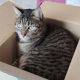 Foto del gato perdido en Peyzieux Sur Saone