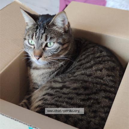 Foto 1/1 Techa Chat perdido en Peyzieux sur saone