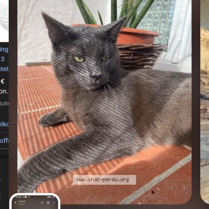 Foto 2/2 Mozart Ramses Chat perdido en Calmont