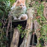 Foto de gato encontrado en Guerville