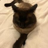 Foto del gato perdido en Tournefeuille