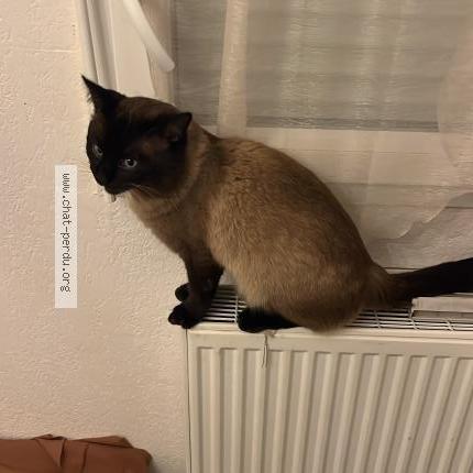 Foto 2/2 Salim Chat perdido en Tournefeuille