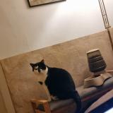 Foto del gato perdido en Meix Le Tige