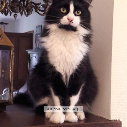 Foto 1/3 Valentin Chat perdido en Beauvechain