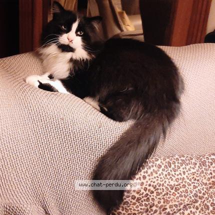 Foto 3/3 Valentin Chat perdido en Beauvechain