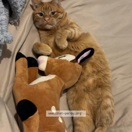 Foto 1/1 Butternut Chat perdido en Coisia