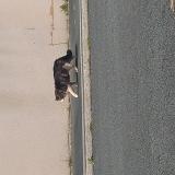 Foto de gato encontrado en Bouhet