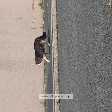 Foto 1/1 Gato encontrado Encontrado en Bouhet