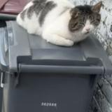 Foto de gato encontrado en Roubaix