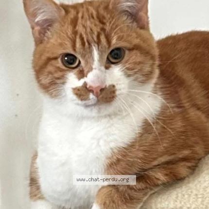 Foto 1/1 Archie Chat perdido en Saint ave