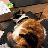 Foto del gato perdido en Rumilly