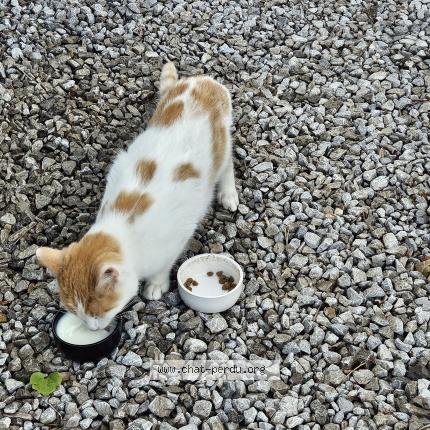 Foto 1/1 Gato encontrado Encontrado en La neuville