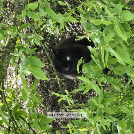 Foto 1/1 Gato encontrado Encontrado en Barjouville