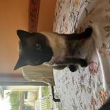 Foto del gato perdido en St Germain D Esteuil