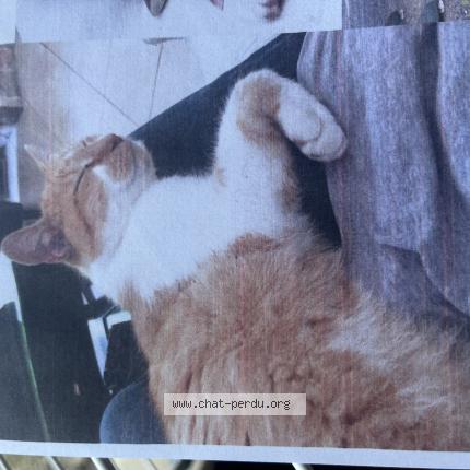 Foto 1/1 Tigrou Chat perdido en Pessac
