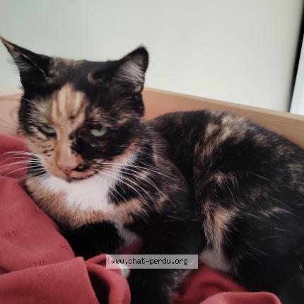 Foto 1/1 Chewbacat Chat perdido en Reignac