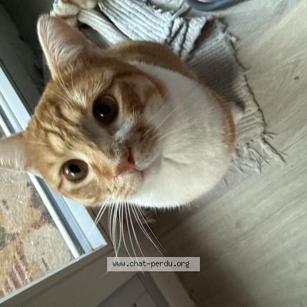 Foto 1/1 Cl&eacute;mentine Chat perdido en Montlhery