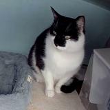 Foto de gato encontrado en Sorel Tracy