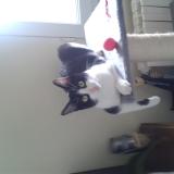 Foto del gato perdido en Saint Etienne