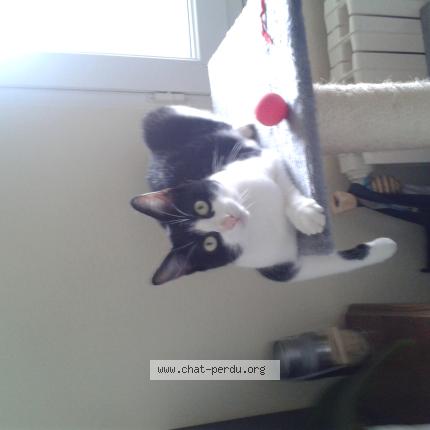 Foto 1/1 Rambo Chat perdido en Saint etienne