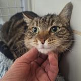 Foto del gato perdido en Orange