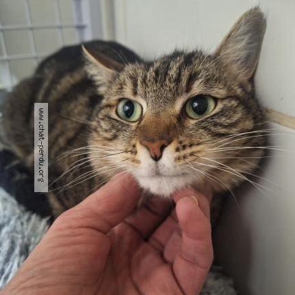 Foto 1/2 BELLA Chat perdido en Orange