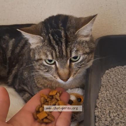 Foto 2/2 BELLA Chat perdido en Orange