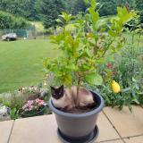 Foto del gato perdido en Ambronay