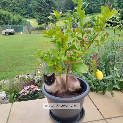 Foto 1/1 Dinah Chat perdido en Ambronay