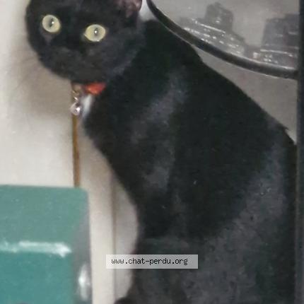 Foto 1/1 oreo Chat perdido en Issoudun