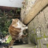 Foto de gato encontrado en Dardilly