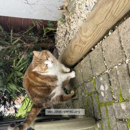 Foto 1/1 Gato encontrado Encontrado en Dardilly