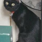 Foto del gato perdido en Issoudun