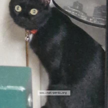 Foto 1/1 Oreo Chat perdido en Issoudun