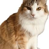 Foto del gato perdido en Dax