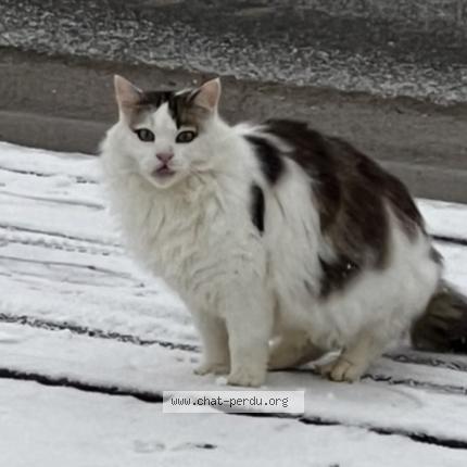 Foto 1/1 Minuss Chat perdido en Escombres et le chesnois